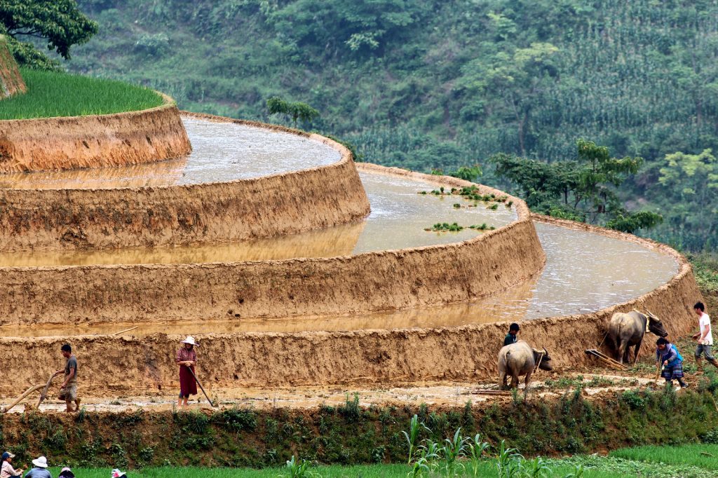 Vẻ đẹp ruộng bậc thang Sapa mùa nước đổ