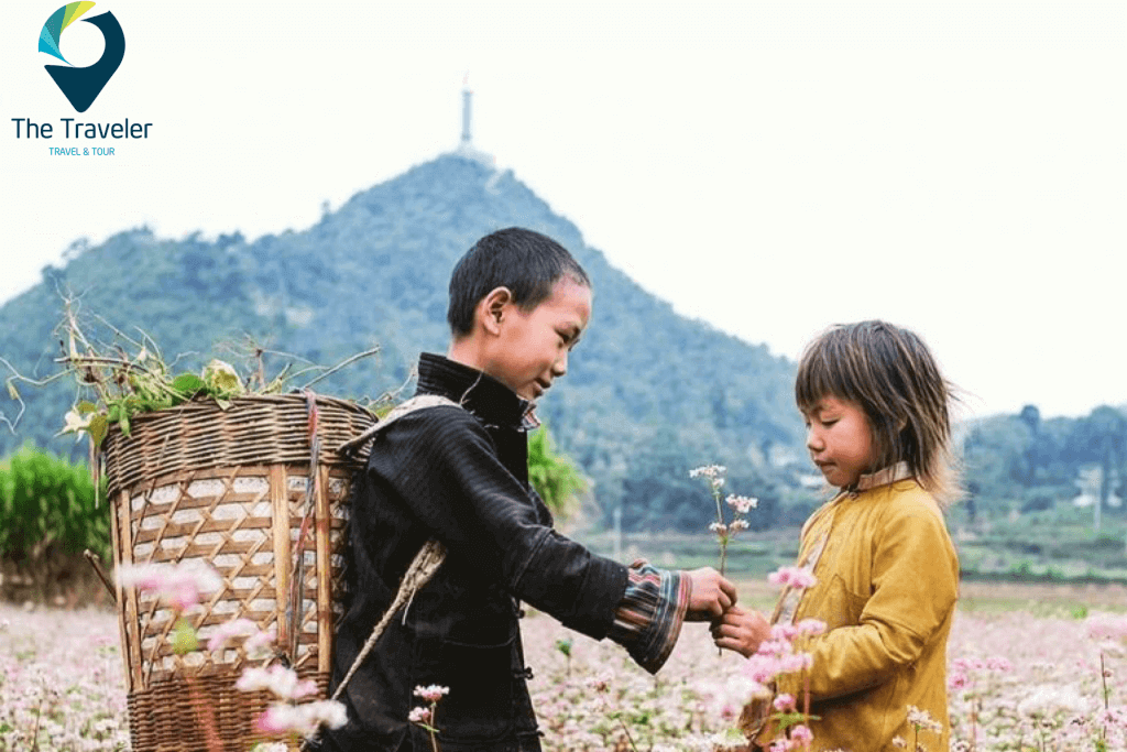 Núi đồi bạt ngàn ngả màu hồng phấn hoa tam giác mạch Hà Giang