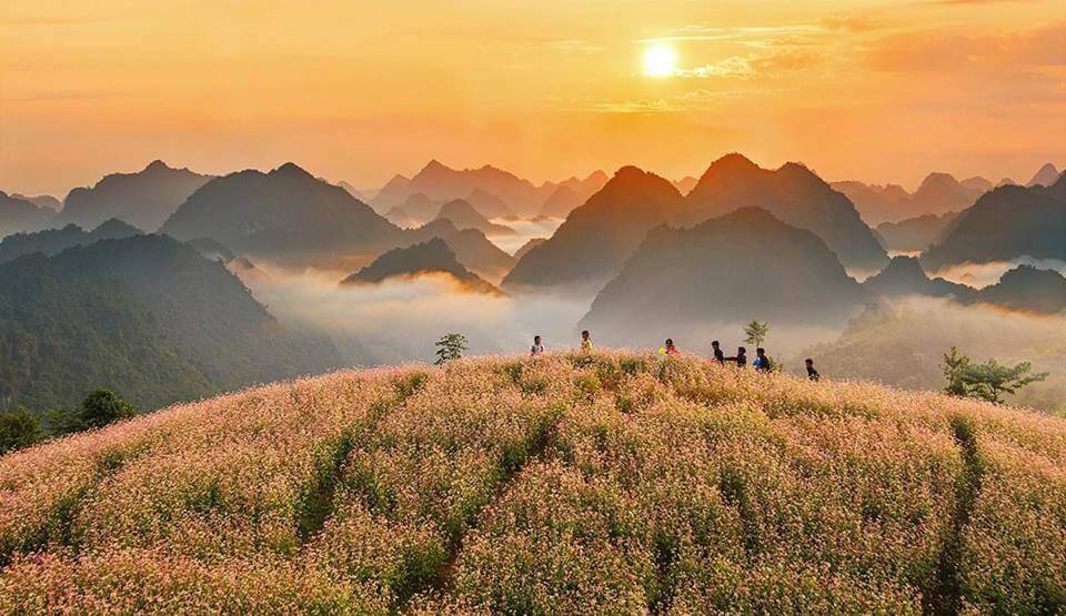 Cánh đồng hoa tam giác mạch nở rực ở Phó Bảng Hà Giang