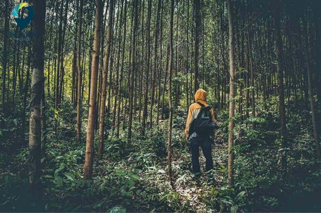 Cố gắng tìm đường ra kỹ năng sinh tồn trong rừng